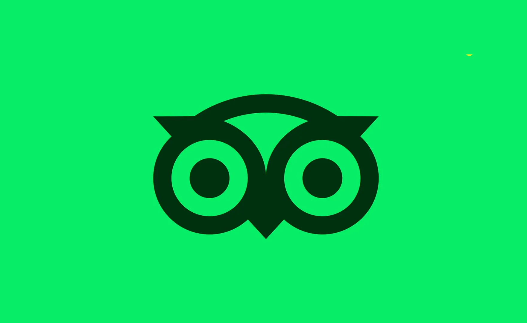 Ollie's owl face filling a vivid green campaign frame